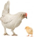 Special Hen Tray for Brinsea Ova-Easy