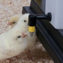 0.5Ltr Chick Nipple Drinker