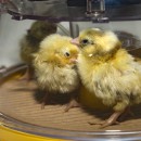 Brinsea Maxi 24 Hatching Mat (set of 6)