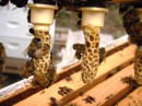 Queen Bee Yellow Cell Bar Cups (pack of 10)