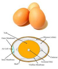 3. Understand the Egg