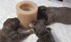 Whelping & Neonatal Care