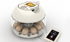 Incubators for Hawks, Falcons & Parrots