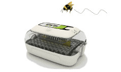 Queen Bee & Insect Breeding