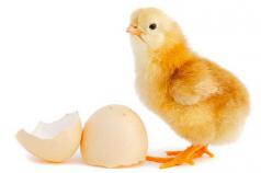 1. The Basics of Incubation