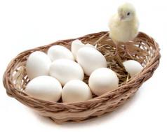 4. Egg Collection, Storage and Handling