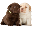 puppies