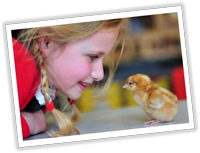 Equipment for Hatching Chicks in Schools