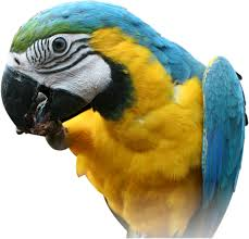 2. Precocial Birds VS Altricial Birds