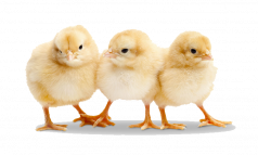 6. The Egg Incubation Process