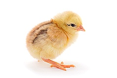 Incubators for chicken eggs