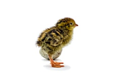 Incubators for quail eggs