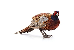 Incubators for pheasant and game eggs