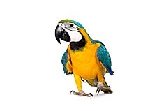 Incubators for parrots and exotic breeds