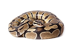 Incubators for snake eggs