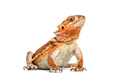 Incubators for Bearded Dragons