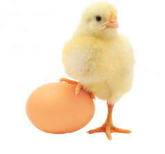 chick and egg